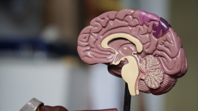 photo-1559757148-5c350d0d3c56 Learn about the 10 most common mental disorders and their typical age of onset. Recognize early signs of anxiety, depression, ADHD, and more.